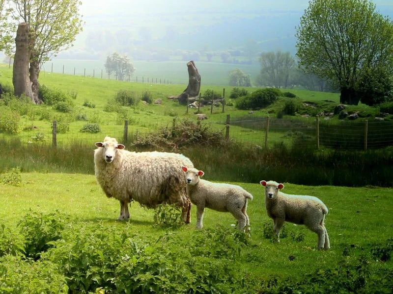 Pure British Romney Raw Fleece 100g